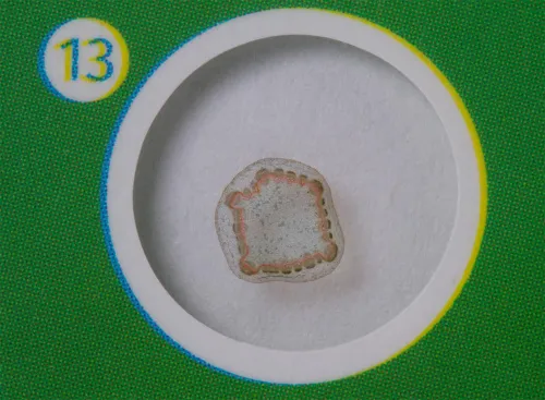 görüntü Levenhuk LabZZ P12 Bitkiler Hazırlanmış Slayt Seti,  5