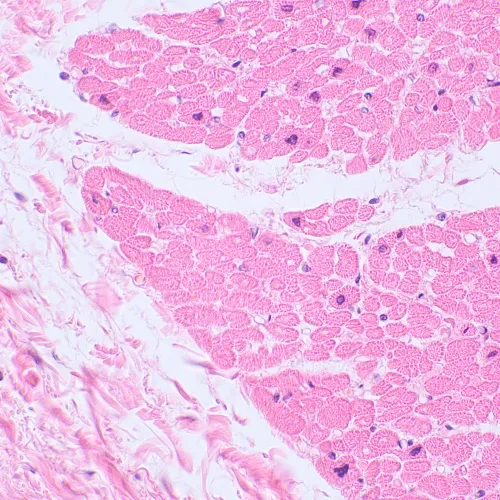 resim MAGUS Bio 230BL Biyoloji Mikroskobu,  16