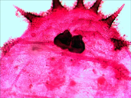 foto Levenhuk N20 NG Hazırlanmış Slayt Seti,  12